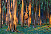 Beech grove, so-called ghost forest, at seaside resort Nienhagen, Mecklenburg Western Pomerania, Germany, Europe