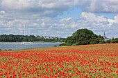 Poppies in front of New Ruegen Bridge above Strelasund, Island of Ruegen, Mecklenburg Western Pomerania, Germany, Europe
