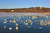 Schwäne am Grossen Jasmunder Bodden im Winter, Lietzow, Insel Rügen, Ostsee, Mecklenburg Vorpommern, Deutschland, Europa