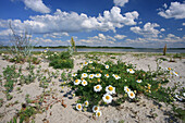 Camomile on the beach of Wustrow peninsula, Salzhaff, Mecklenburg Western Pomerania, Germany, Europe