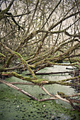 Moosbewachsene Bäume in einem Sumpf im Donaumoos, Günzburg, Bayern, Deutschland, Europa