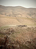 Ziegen und Beduinenzelte auf kargem Gebirge, Hinterland des Toten Meeres, Mount Nebo, Jordanien, Naher Osten, Asien