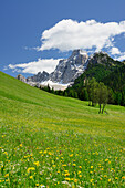Flowering meadow in front of Monte Pelmo, Dolomites, UNESCO world heritage site Dolomites, Venetia, Italy