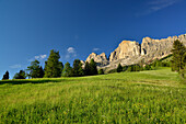 Blumenwiese vor Rotwand, Rosengarten, Dolomiten, UNESCO Weltnaturerbe Dolomiten, Südtirol, Italien