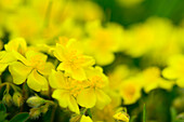 Gelbe Blüten des Fingerkraut, Potentilla neumanniana, Seiseralm, Dolomiten, UNESCO Weltnaturerbe Dolomiten, Südtirol, Italien