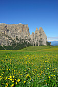 Flowering meadow in front of Schlern and Rosszaehne, Seiseralm, Dolomites, UNESCO world heritage site Dolomites, South Tyrol, Italy