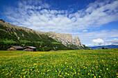 Flowering meadow and hay barns in front of Schlern and Rosszaehne, Seiseralm, Dolomites, UNESCO world heritage site Dolomites, South Tyrol, Italy