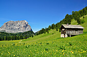Flowering meadow with hay barn in front of Langkofel, Langkofel, Dolomites, UNESCO world heritage site Dolomites, South Tyrol, Italy