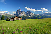 Wiese mit Alm vor Sella und Langkofel, Grödnertal, Dolomiten, UNESCO Weltnaturerbe Dolomiten, Südtirol, Italien