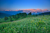 Flowering meadow with view to Marmolada, Gardenaccia, Puez range and Geisler range, Val Badia, Dolomites, UNESCO world heritage site Dolomites, South Tyrol, Italy