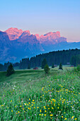 Flowering meadow with view to Puez range and Geisler range, Val Badia, Dolomites, UNESCO world heritage site Dolomites, South Tyrol, Italy