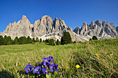 Alpine Gentians in front of Geisler, Gentiana alpina, Geisler range, Geisler, Dolomites, UNESCO world heritage site Dolomites, South Tyrol, Italy