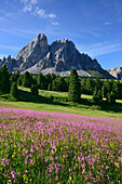 Blumenwiese vor Peitlerkofel, Peitlerkofel, Dolomiten, UNESCO Weltnaturerbe Dolomiten, Südtirol, Italien