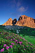 Alpine roses in front of Langkofel range and Steinerne Stadt, Langkofel, Dolomites, UNESCO world heritage site Dolomites, South Tyrol, Italy