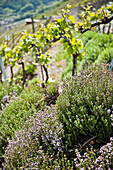 Blumen und Weinfeld im Hintergrund, Weinregion, Wallis, Schweiz