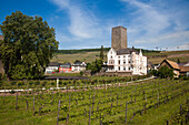 Carl Jung winery and gondola lift above vineyards, Rudesheim am Rhein, Hesse, Germany, Europe