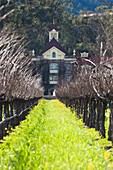 USA, California, Northern California, Napa Valley Wine Country, Rutherford, Rubicon Estate Vineyard, owned by film dirctor Francis Ford Coppola, vineyard in winter