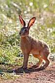 France, Lot, European hare Lepus capensis