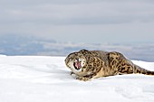 United States , Montana , Bozeman , Game farm , Snow Leopard  Panthera uncia or Uncia uncia