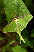Luna Moth - Actias luna - Newly emerged adult - New York - USA - Family Saturniidae - one of the most beautiful insects in the world - Found in Eastern US and Souteastern Canada