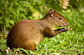 Central American Agouti Dasyprocta punctata Costa Rica, tropical rainforest, rodent