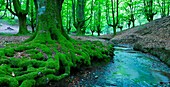 Beech forest Bosque de Hayas, Gorbeia Natural Park, Alava-Bizkaia, Basque Country, Spain, Europe