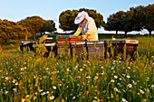 Beekeeping or apiculture, Garciaz, Las Villuercas, Caceres, Extremadura, Spain, Europe.