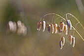 Spring, Monfrague National Park, Caceres, Extremadura, Spain, Europe.