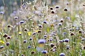 Spring, Monfrague National Park, Caceres, Extremadura, Spain, Europe