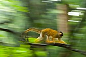 Squirrel monkey (Saimiri sp.)