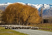 Merino flock of sheep being driven along dirt road in front of willow tree, Forest Creek Station, Rangitata river valley, South Canterbury