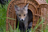 Young Red Fox looking out the basket, Saxony, Germany