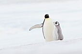 Emperor penguin Aptenodytes forsteri, chick and adult  Location: Snow Hill Island, Antarctic Peninsula, Antarctica