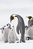 Emperor penguin Aptenodytes forsteri, chick and adult in rookery  Snow Hill Island, Antarctic Peninsula, Antarctica