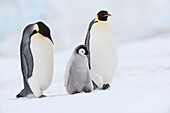 Emperor Penguin Aptenodytes forsteri, chick and adults walking  Snow Hill Island, Antarctic Peninsula, Antarctica