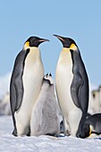 Emperor Penguin Aptenodytes forsteri adult and chick  Snow Hill Island, Antarctic Peninsula, Antarctica