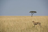 Cheetah walking in the Masai Mara