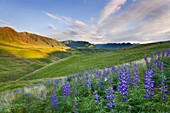Blue lupines on the hills above the Imnaha River Canyon, Hells Canyon Recreation Area Oregon