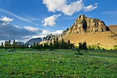 Alpine meadows at Logan Pass with the Garden Wall in the distance, Glacier National Park Montana USA