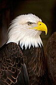 Bald eagle Haliaeetus leucocephalus, Alaska Wildlife Foundation, Ketchikan, Alaska USA