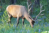 Bull elk standing in grassy field at Yellowstone National Park