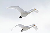 Whooper Swans, Hokkaido, Japan