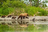 Mom Grizzly and Three Cubs