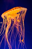 A Jelly fish swimming in a tank at the Osaka Aquarium   Chrysaora fuscescens