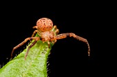 Huntsman spider