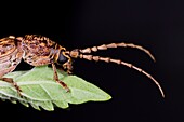 Long horned weevil