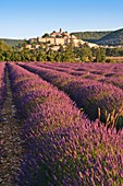 Lavender field with the town of Banon in the background, Provence, France, Europe