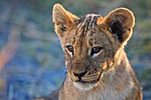 Portrait of a young lion cub (Panthera leo), Botswana, Africa