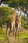 Two giraffes (Giraffa camelopardalis) in the Tarangire National Park, Tanzania, Africa