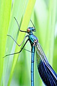 Banded Demoiselle, Calopteryx splendens clings to grass blade  Male is metallic blue  Upper body  Female is brilliant emerald